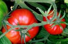 Сорт томата: Сибирский экспресс